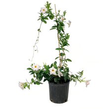 Load image into Gallery viewer, Dipladenia, 10in, White Bush