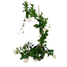 Load image into Gallery viewer, Dipladenia, 10in, White Bush
