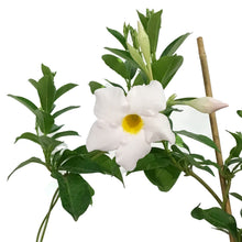 Load image into Gallery viewer, Dipladenia, 10in, White Bush