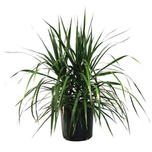 Load image into Gallery viewer, Dracaena, 10in, Magenta Tips