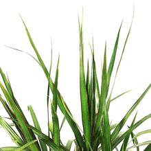 Load image into Gallery viewer, Dracaena, 10in, Magenta Tips