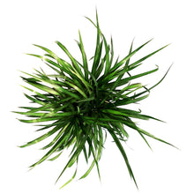 Load image into Gallery viewer, Dracaena, 10in, Magenta Tips