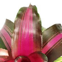 Load image into Gallery viewer, Bromeliad, 6in, Wolfgang