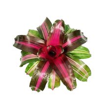 Load image into Gallery viewer, Bromeliad, 6in, Wolfgang
