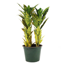 Load image into Gallery viewer, Croton, 6in, Gold Dust