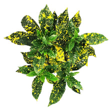 Load image into Gallery viewer, Croton, 6in, Gold Dust