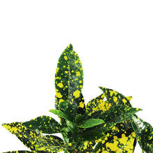 Load image into Gallery viewer, Croton, 6in, Gold Dust