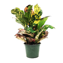 Load image into Gallery viewer, Croton, 6in, Magnificent