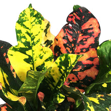 Load image into Gallery viewer, Croton, 6in, Magnificent
