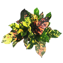 Load image into Gallery viewer, Croton, 6in, Magnificent
