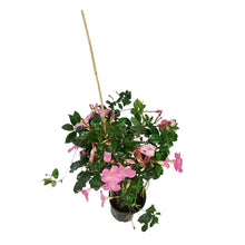 Load image into Gallery viewer, Dipladenia, 6in, Pink Bush