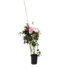 Load image into Gallery viewer, Dipladenia, 6in, Pink Bush