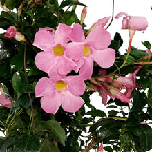 Load image into Gallery viewer, Dipladenia, 6in, Pink Bush