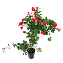 Load image into Gallery viewer, Dipladenia, 6in, Red Bush