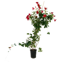 Load image into Gallery viewer, Dipladenia, 6in, Red Bush