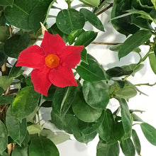 Load image into Gallery viewer, Dipladenia, 6in, Red Bush