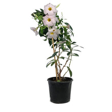 Load image into Gallery viewer, Dipladenia, 6in, White Bush
