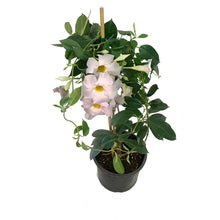 Load image into Gallery viewer, Dipladenia, 6in, White Bush