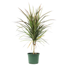 Load image into Gallery viewer, Dracaena, 6in, Marginata Bicolor Cane
