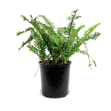 Load image into Gallery viewer, Fern, 6in, Kimberly Queen