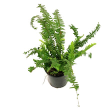 Load image into Gallery viewer, Fern, 6in, Kimberly Queen