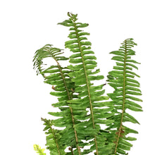 Load image into Gallery viewer, Fern, 6in, Kimberly Queen