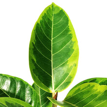 Load image into Gallery viewer, Ficus, 6in, Altissima Yellow Gem