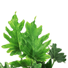 Load image into Gallery viewer, Philodendron, 6in, Little Hope