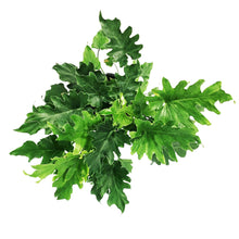 Load image into Gallery viewer, Philodendron, 6in, Little Hope