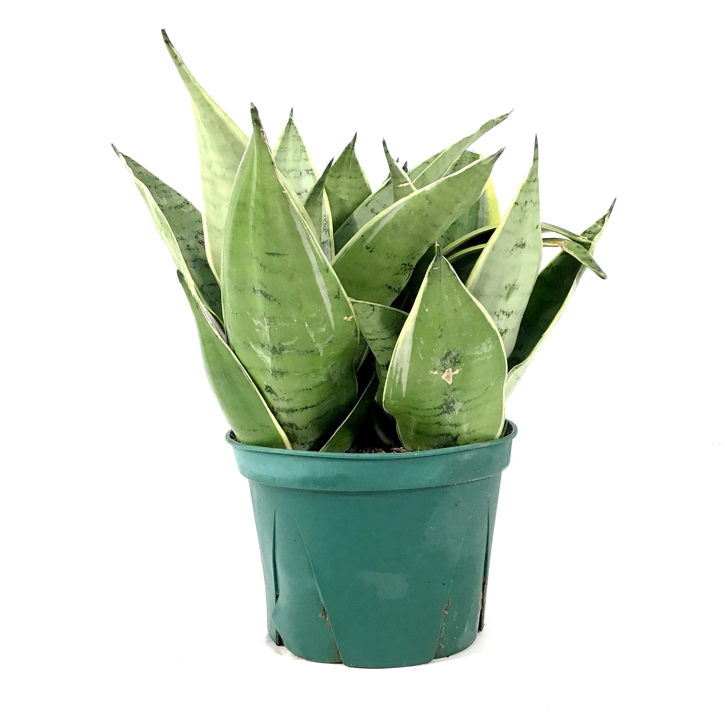 sansevieria night owl height Sansevieria, 6in, Night Owl