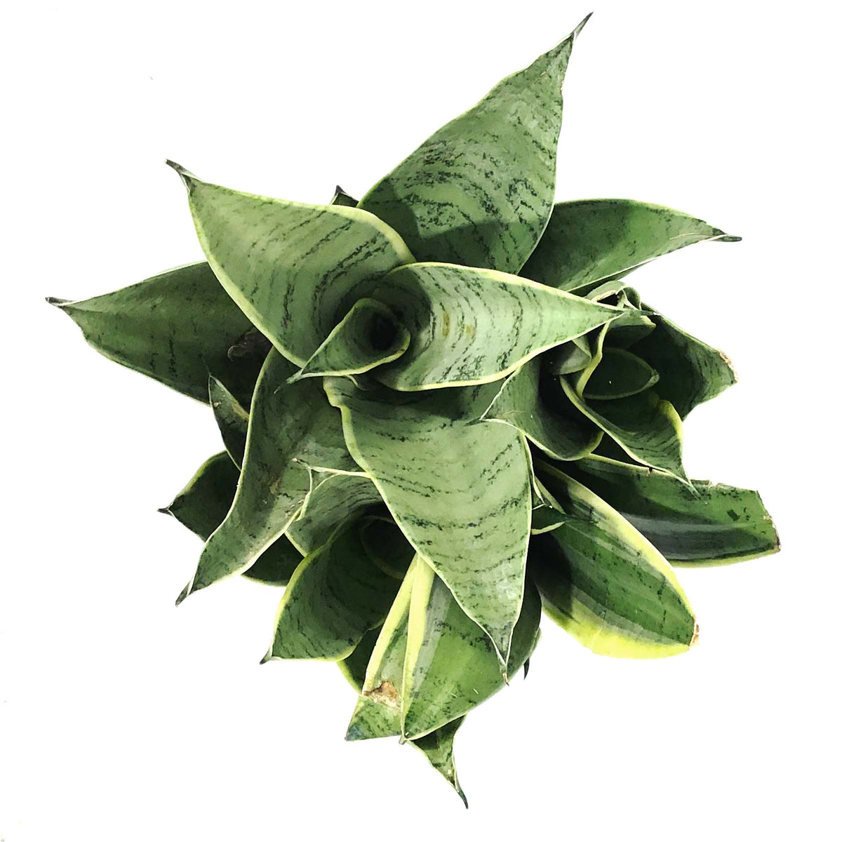 sansevieria night owl height Sansevieria, 6in, Night Owl – Floral Acres Greenhouse & Garden Centre