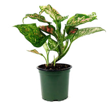 Load image into Gallery viewer, Aglaonema, 4in, Wishes