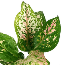 Load image into Gallery viewer, Aglaonema, 4in, Wishes