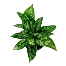 Load image into Gallery viewer, Aglaonema, 4in, Maria