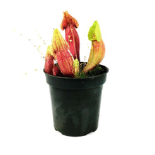 Load image into Gallery viewer, Sarracenia, 3.5in, Yellow Jacket