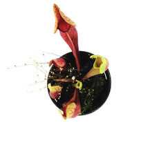 Load image into Gallery viewer, Sarracenia, 3.5in, Yellow Jacket
