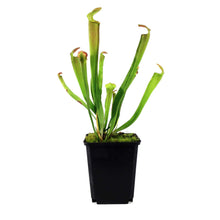 Load image into Gallery viewer, Sarracenia, 3.5in, Rubra ssp. Rubra