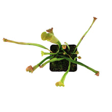 Load image into Gallery viewer, Sarracenia, 3.5in, Rubra ssp. Rubra