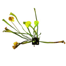Load image into Gallery viewer, Sarracenia, 3.5in, Alata