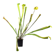 Load image into Gallery viewer, Sarracenia, 3.5in, Alata