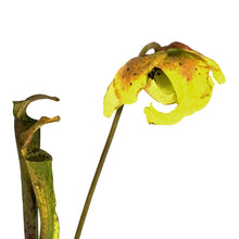 Load image into Gallery viewer, Sarracenia, 3.5in, Alata