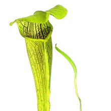 Load image into Gallery viewer, Sarracenia, 3.5in, Alata