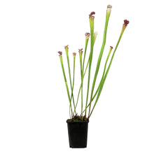 Load image into Gallery viewer, Sarracenia, 3.5in, Leucophylla var. Tarnok