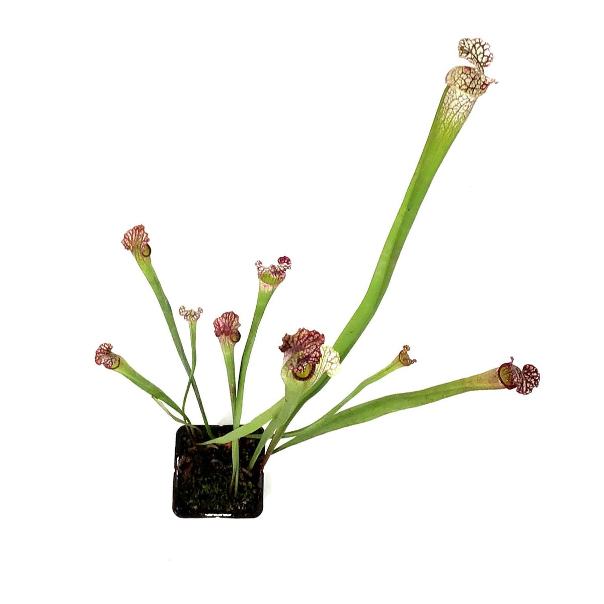 Sarracenia, 3.5in, Leucophylla var. Tarnok