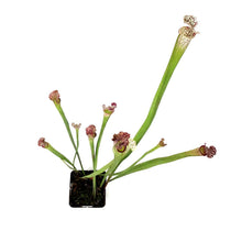 Load image into Gallery viewer, Sarracenia, 3.5in, Leucophylla var. Tarnok