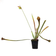 Load image into Gallery viewer, Sarracenia, 3.5in, Rubra ssp. Gulfensis