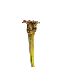 Load image into Gallery viewer, Sarracenia, 3.5in, Rubra ssp. Gulfensis