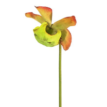 Load image into Gallery viewer, Sarracenia, 3.5in, Rubra ssp. Gulfensis