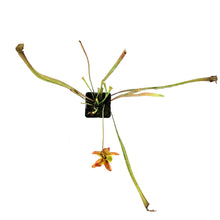 Load image into Gallery viewer, Sarracenia, 3.5in, Rubra ssp. Gulfensis