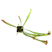 Load image into Gallery viewer, Sarracenia, 3.5in, Alata x Minor